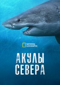 Акулы севера (2025)